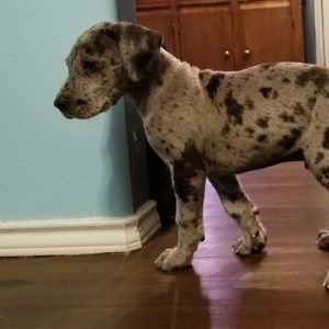 Meet your Posher, Amber